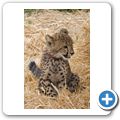 Spier Wine Farm - Cheetah Outreach Foundation - Gepard