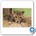 Spier Wine Farm - Cheetah Outreach Foundation - Gepard