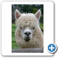 Oude Wellington - Alpaka