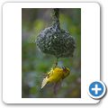 Oude Wellington - Webervogel