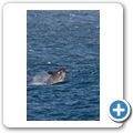 Southern Right Whale