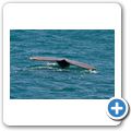 Southern Right Whale