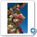 An der N12... - Lampionblume