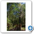 7 Passes Road - Big Tree