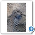 Knysna Elephant Park