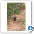 Addo Elephant NP - Zebramanguste
