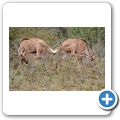 Addo Elephant NP - Kudu