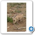 Addo Elephant NP - Warzenschwein