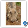 Addo Elephant NP - Warzenschwein