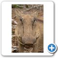Addo Elephant NP - Warzenschwein