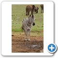 Addo Elephant NP - Zebra