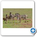 Addo Elephant NP - Zebra