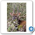 Addo Elephant NP - Wasserbock