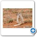 Addo Elephant NP - Fuchsmanguste