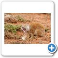 Addo Elephant NP - Fuchsmanguste