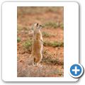 Addo Elephant NP - Fuchsmanguste