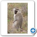 Addo Elephant NP - s&uuml;dliche Gr&uuml;nmeerkatze 