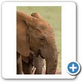 Addo Elephant NP - Elefant