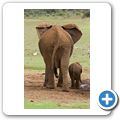 Addo Elephant NP - Elefant