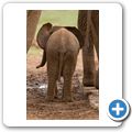 Addo Elephant NP - Elefant