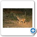 Addo Elephant NP - Schabrackenschakal