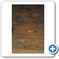 Addo Elephant NP - Springhase