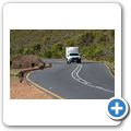 Hugenotten Pass - B&auml;renpPavian