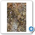 asiatische Strandkrabbe