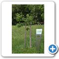 Lalling - Streuobst Erlebnisgarten