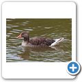 Schloss Tambach - Wildpark - Graugans