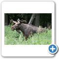 Schloss Tambach - Wildpark - Elch