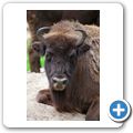 Schloss Tambach - Wildpark - Wisent