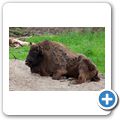 Schloss Tambach - Wildpark - Wisent