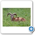 Schloss Tambach - Wildpark - Steinbock