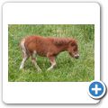 Schloss Tambach - Wildpark - Mini-Pony