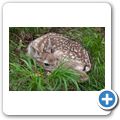 Schloss Tambach - Wildpark - Rehkitz