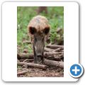 Schloss Tambach - Wildpark - Wildschwein