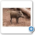 Schloss Tambach - Wildpark - Wildschwein