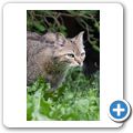 Schloss Tambach - Wildpark - Europ&auml;ische Wildkatze