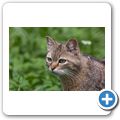 Schloss Tambach - Wildpark - Europ&auml;ische Wildkatze