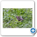 Schloss Tambach - Wildpark - Europ&auml;ische Wildkatze