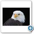 Schloss Tambach - Bayerischer Jagdfalkenhof - Wei&szlig;kopfseeadler