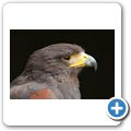 Schloss Tambach - Bayerischer Jagdfalkenhof - Steinadler