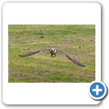 Schloss Tambach - Bayerischer Jagdfalkenhof - Wanderfalke
