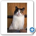 Die Farmkatze "Gr&uuml;ezi"