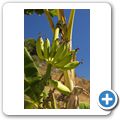 Torrox - Finca "Villa Villena" - Garten - Banane