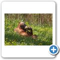 Affenzoo "Apenheul" - Orang-Utan