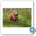 Affenzoo "Apenheul" - Orang-Utan