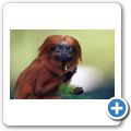 Affenzoo "Apenheul" - Goldenes L&ouml;wen&auml;ffchen