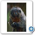 Affenzoo "Apenheul" - Wei&szlig;kopfsaki